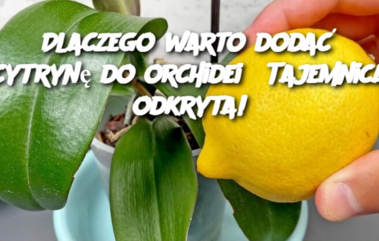 Dlaczego warto dodać cytrynę do orchidei? Tajemnica odkryta!