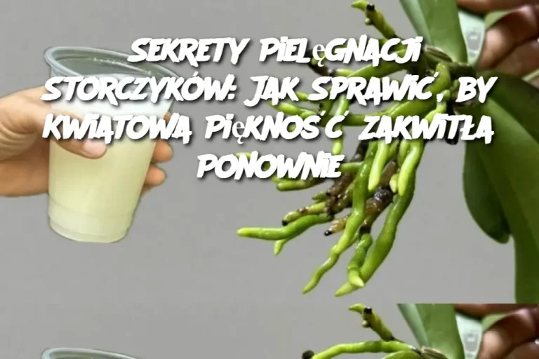 Sekrety Pielęgnacji Storczyków: Jak Sprawić, by Kwiatowa Piękność Zakwitła Ponownie