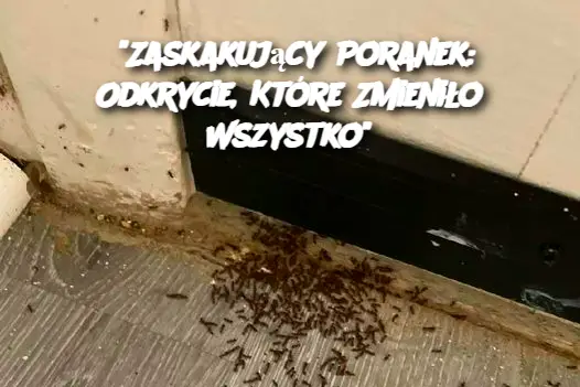 "Zaskakujący Poranek: Odkrycie, Które Zmieniło Wszystko"