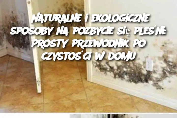 Naturalne i ekologiczne sposoby na pozbycie się pleśni: Prosty przewodnik po czystości w domu