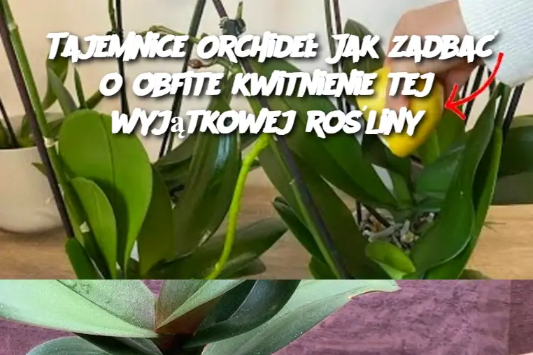 Tajemnice Orchidei: Jak zadbać o obfite kwitnienie tej wyjątkowej rośliny