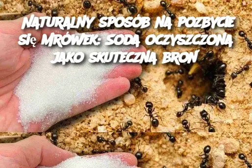 Naturalny sposób na pozbycie się mrówek: Soda oczyszczona jako skuteczna broń