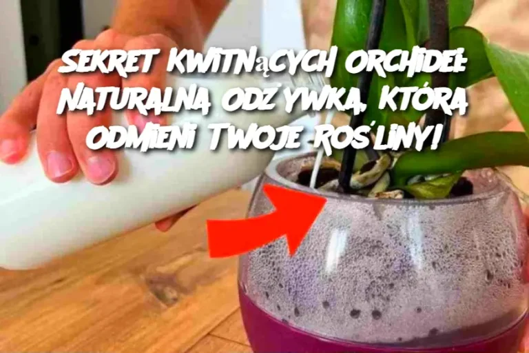 Sekret Kwitnących Orchidei: Naturalna Odżywka, Która Odmieni Twoje Rośliny!