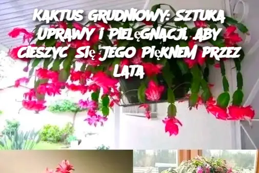 Kaktus Grudniowy: Sztuka Uprawy i Pielęgnacji, Aby Cieszyć Się Jego Pięknem przez Lata