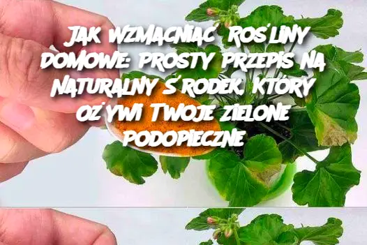 Jak Wzmacniać Rośliny Domowe: Prosty Przepis na Naturalny Środek, Który Ożywi Twoje Zielone Podopieczne