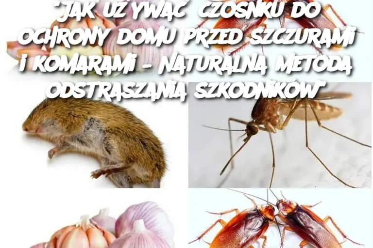 Jak używać czosnku do ochrony domu przed szczurami i komarami – Naturalna metoda odstraszania szkodników