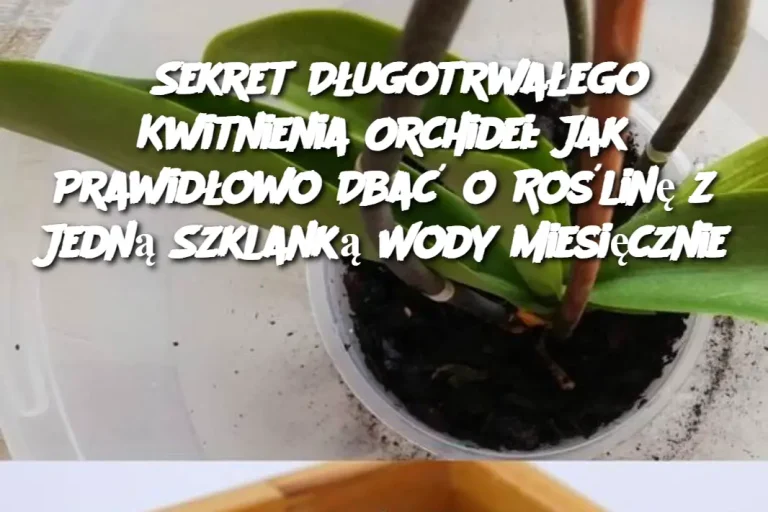 Sekret Długotrwałego Kwitnienia Orchidei: Jak Prawidłowo Dbać o Roślinę z Jedną Szklanką Wody Miesięcznie