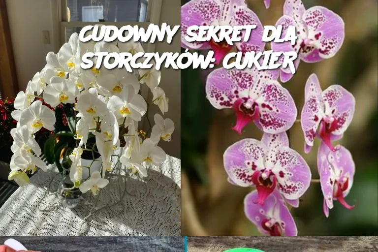 Cudowny sekret dla storczyków: CUKIER