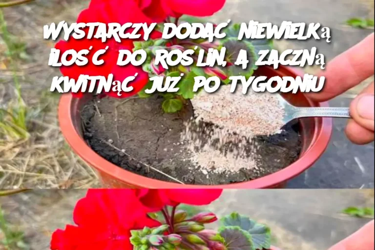 Wystarczy dodać niewielką ilość do roślin, a zaczną kwitnąć już po tygodniu