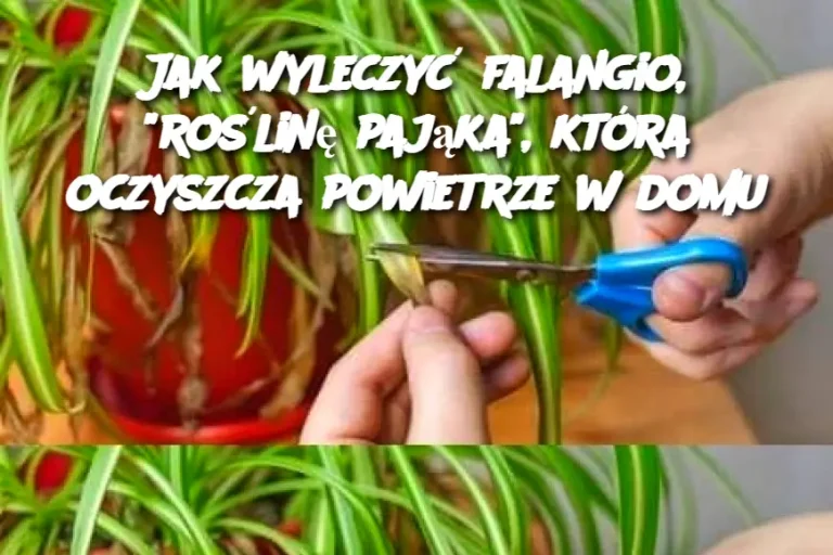 Jak wyleczyć falangio, “roślinę pająka”, która oczyszcza powietrze w domu