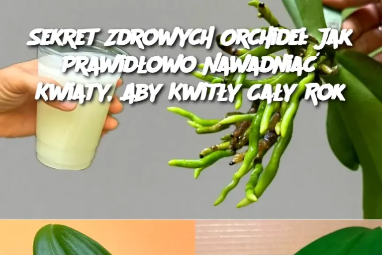 Sekret Zdrowych Orchidei: Jak Prawidłowo Nawadniać Kwiaty, Aby Kwitły Cały Rok