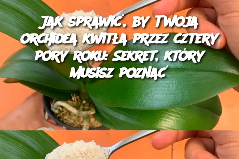 Jak sprawić, by Twoja orchidea kwitła przez cztery pory roku: Sekret, który musisz poznać