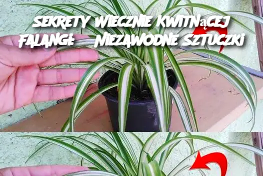 Sekrety Wiecznie Kwitnącej Falangi: 3 Niezawodne Sztuczki