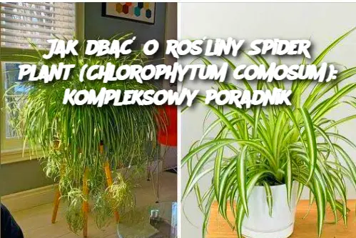 Jak dbać o rośliny Spider Plant (Chlorophytum comosum): Kompleksowy poradnik