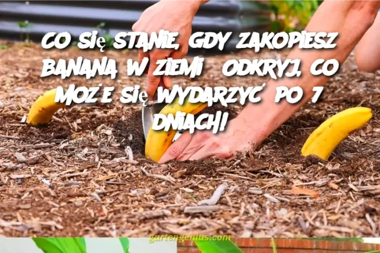 Co się stanie, gdy zakopiesz banana w ziemi? Odkryj, co może się wydarzyć po 7 dniach!