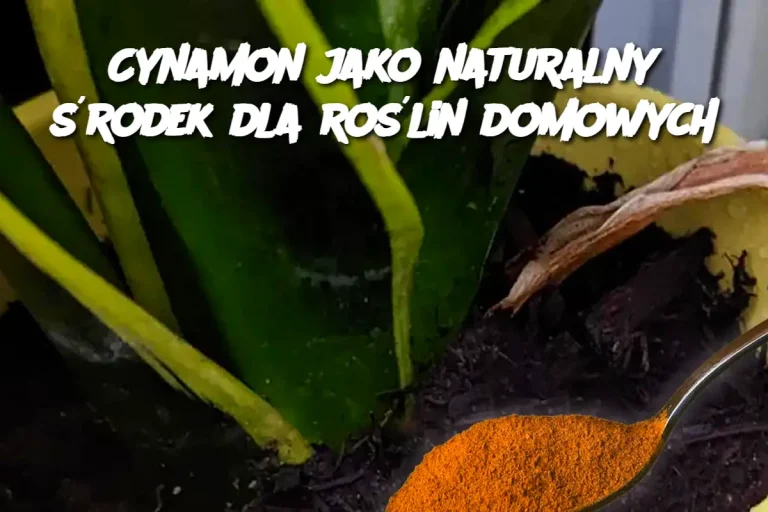 Cynamon jako naturalny środek dla roślin domowych