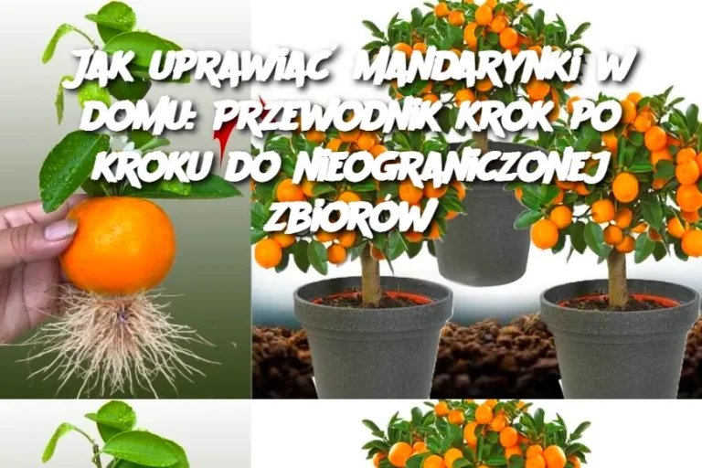 Jak uprawiać mandarynki w domu: Przewodnik krok po kroku do nieograniczonej zbiorów