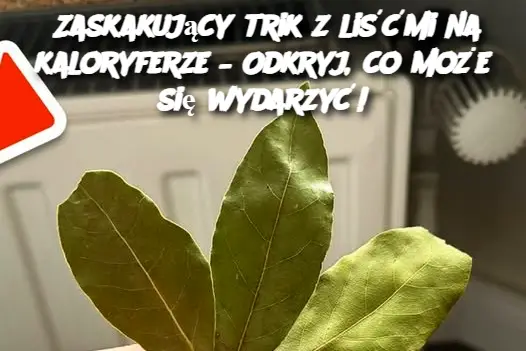 Zaskakujący trik z liśćmi na kaloryferze – Odkryj, co może się wydarzyć!