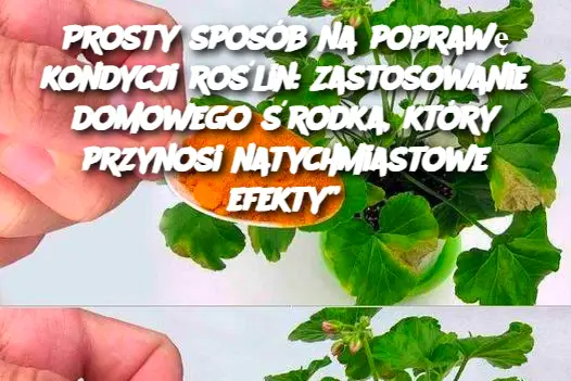 Prosty sposób na poprawę kondycji roślin: Zastosowanie domowego środka, który przynosi natychmiastowe efekty