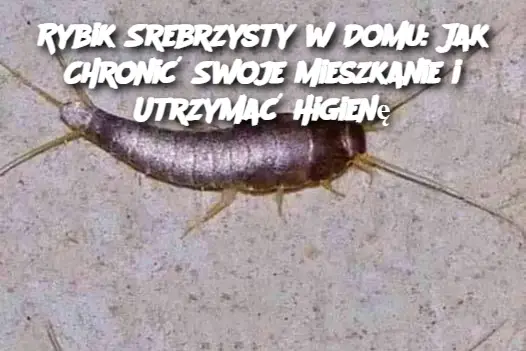 Rybik Srebrzysty w Domu: Jak Chronić Swoje Mieszkanie i Utrzymać Higienę