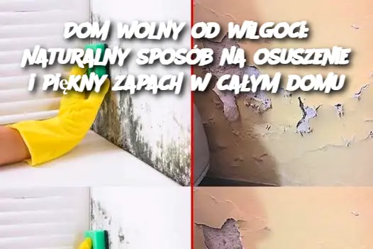 Dom wolny od wilgoci: Naturalny sposób na osuszenie i piękny zapach w całym domu