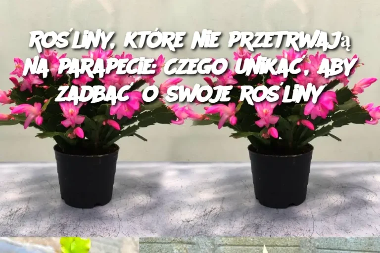 Rośliny, które nie przetrwają na parapecie: Czego unikać, aby zadbać o swoje rośliny