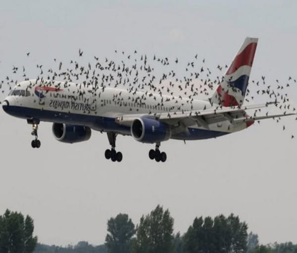 Pilot rozpłakał się, gdy zrozumiał, dlaczego ptaki nie chciały zostawić samolotu w spokoju!