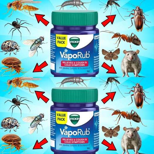 Vicks VapoRub Hack na zwalczanie szkodników: naturalny i skuteczny