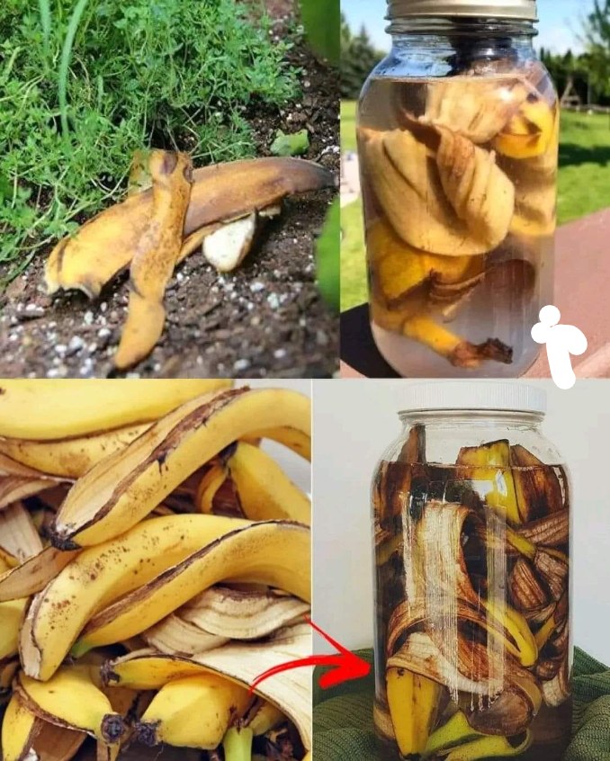 Przestań marnować skórki od banana! Włóż skórki banana do butelki i zobacz, co się stanie🍌😋