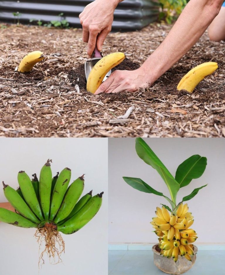 Zakop banana w ziemi: niesamowite, co się dzieje po 7 dniach