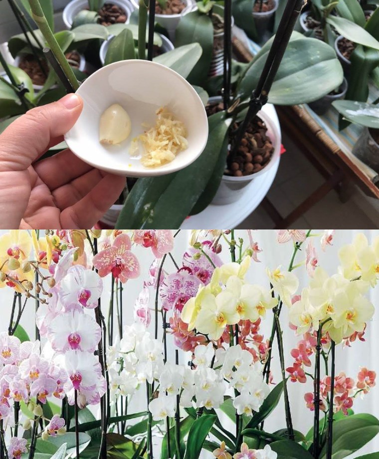 Orchidee: Jak sprawić, by rosły bujnie przez lata