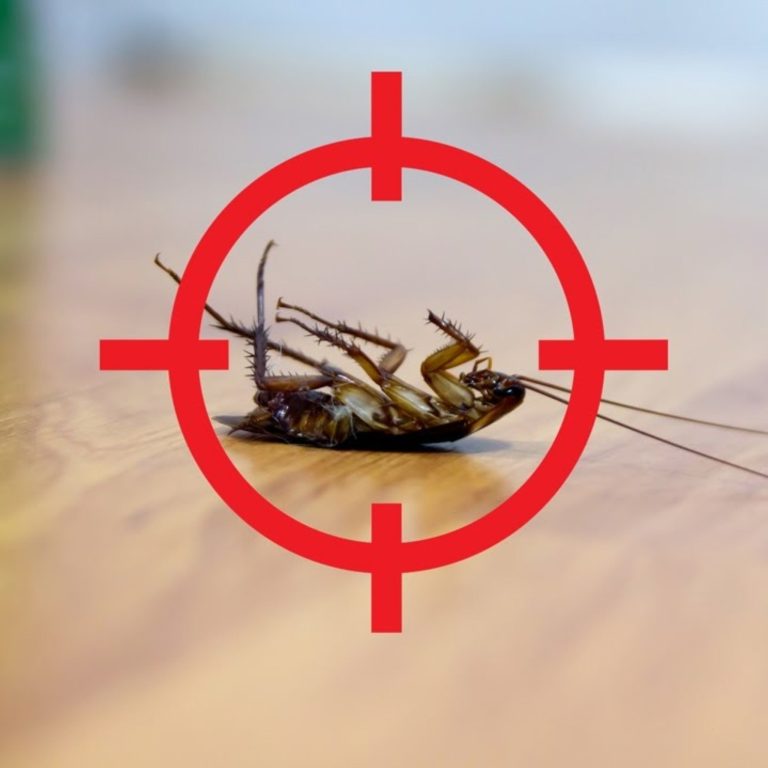 „5 ziół, które odstraszają owady”