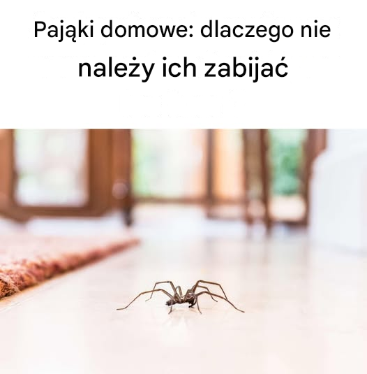 Pająki domowe: dlaczego nie należy ich zabijać