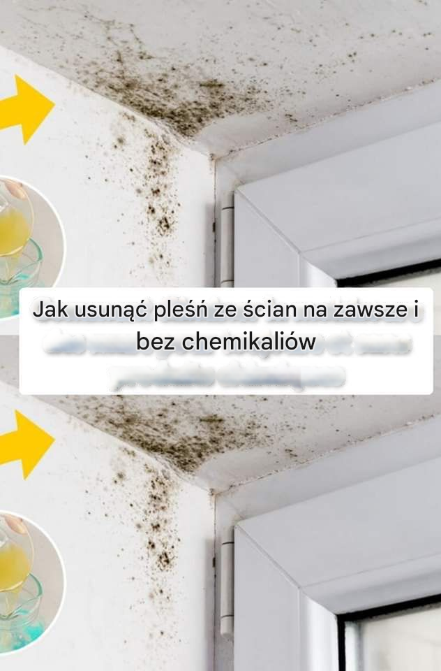 Jak usunąć pleśń ze ścian na zawsze i bez chemikaliów