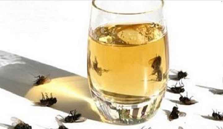 12 porad babci, jak NIE wpuścić much do domu