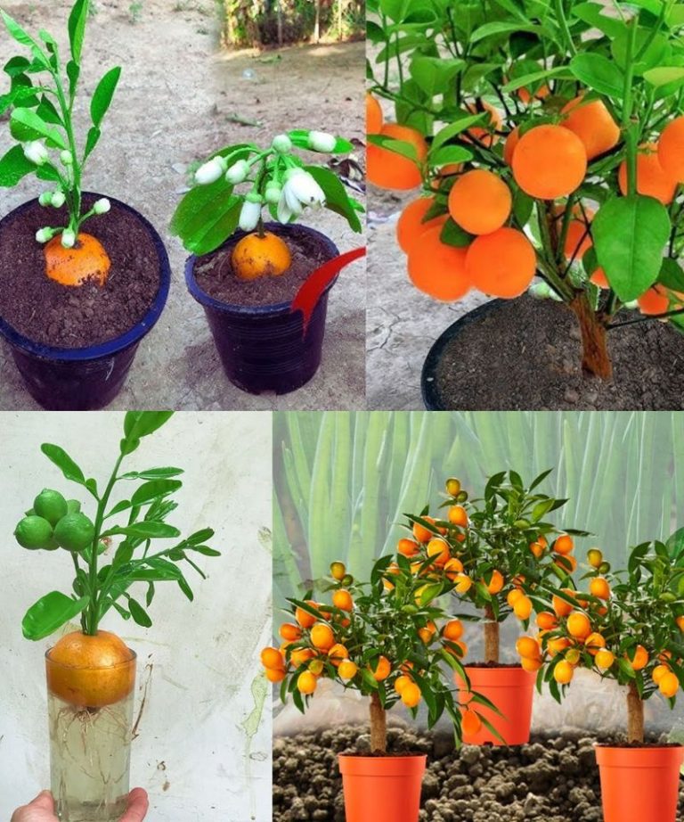 Zawsze ogromne i soczyste cytryny metodą starego farmera: wypróbuj teraz