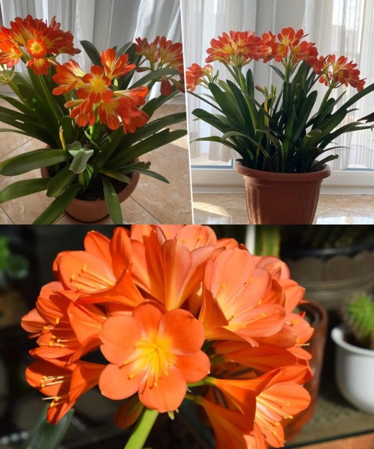 Trochę wysiłku i dużo radości: moja mama wyjaśniła mi, dlaczego CLÍVIA jest najlepszą rośliną do mieszkania!