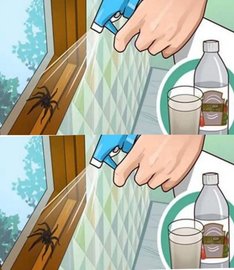 Oto jak raz na zawsze pozbyć się pająków ze swojego domu! Oni nie wrócą