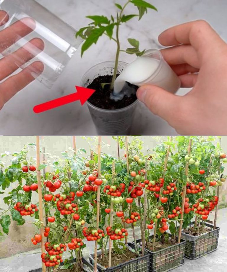 Jak skutecznie uprawiać pomidory: porady i wskazówki, jak uzyskać obfite zbiory