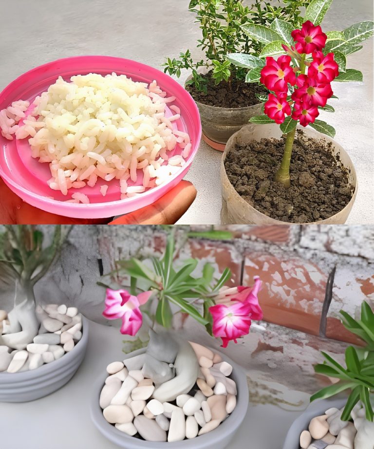 Nie wyrzucaj go, jest wart swojej wagi w złocie dla roślin: zobaczysz, jak rosną w widoczny sposób