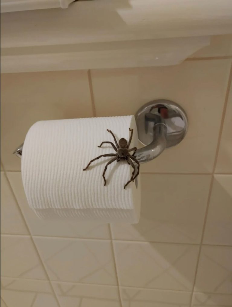 Zapoznaj się z tymi ośmioma prostymi sposobami, dzięki którym pozbędziesz się pająków z domu.