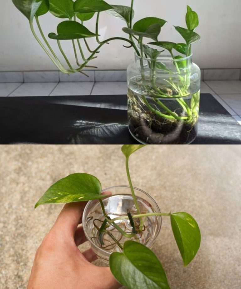 POTHOS, JAK UPRAWIAĆ GO W DONICZCE: PROCEDURA KROK PO KROKU