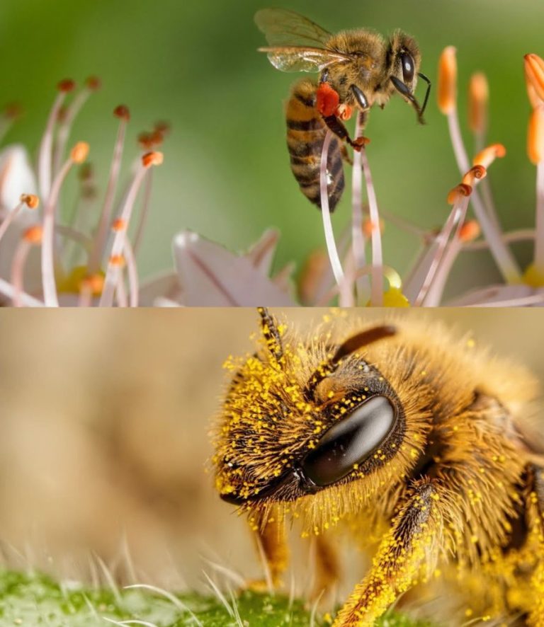 Co powinienem zasadzić, aby pomóc pszczołom?