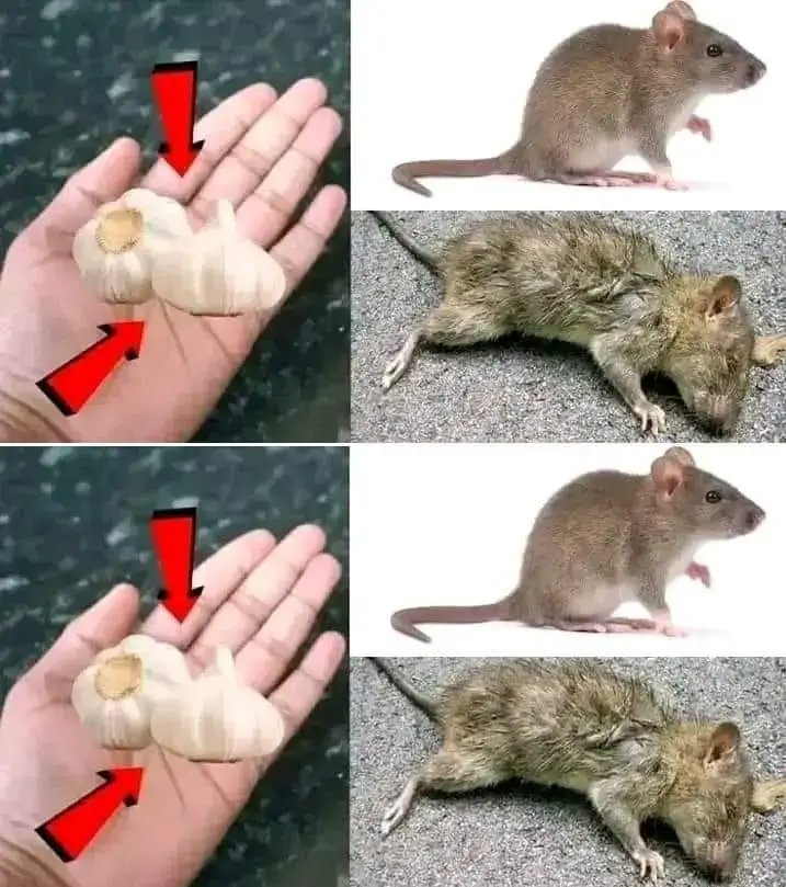 Proste podejście do eliminacji szczurów