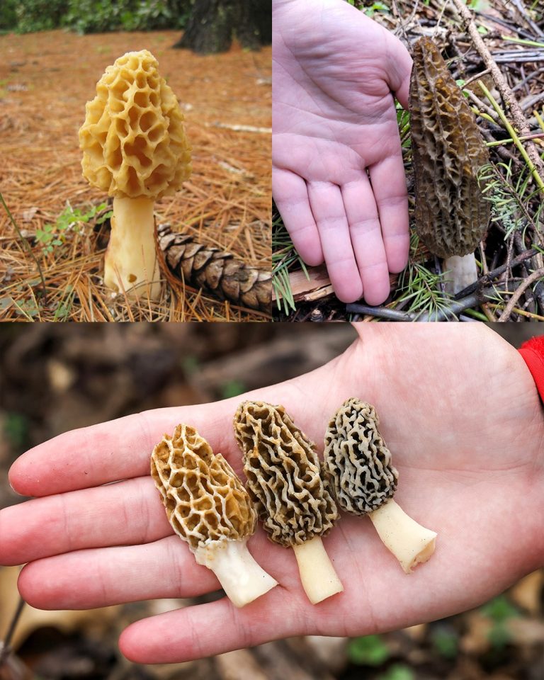 Fascynujący świat smardzów: rodzaje, zalety i bezpieczne stosowanie