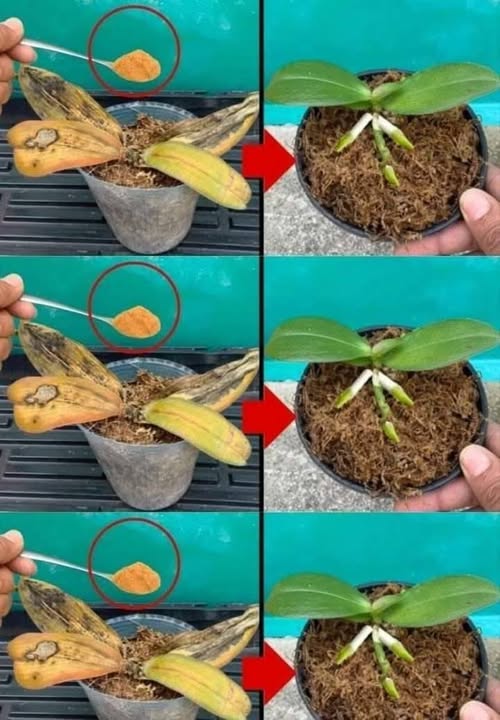 Zgniłych storczyków nie należy wyrzucać: szczypta przywróci je do życia.