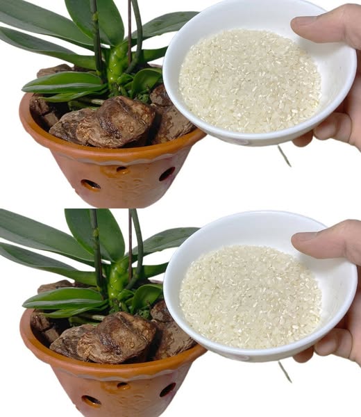 Ryż jako nawóz dla storczyków: zrównoważone i dochodowe podejście