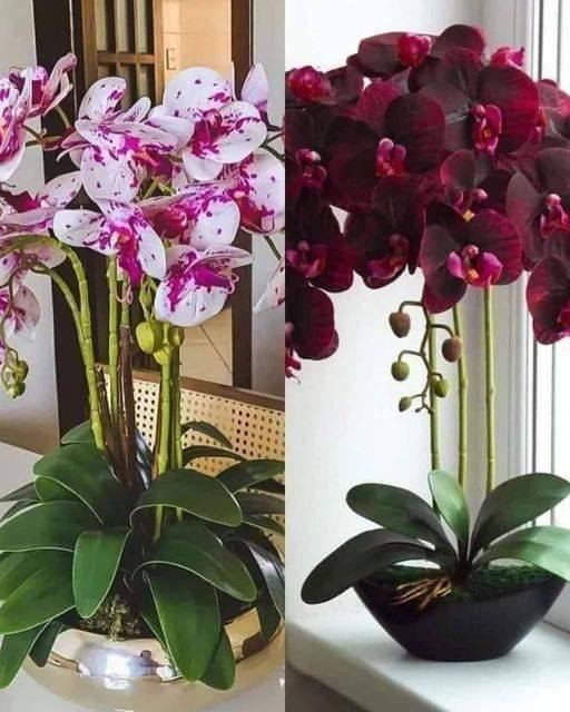10 sposobów na pielęgnację orchidei