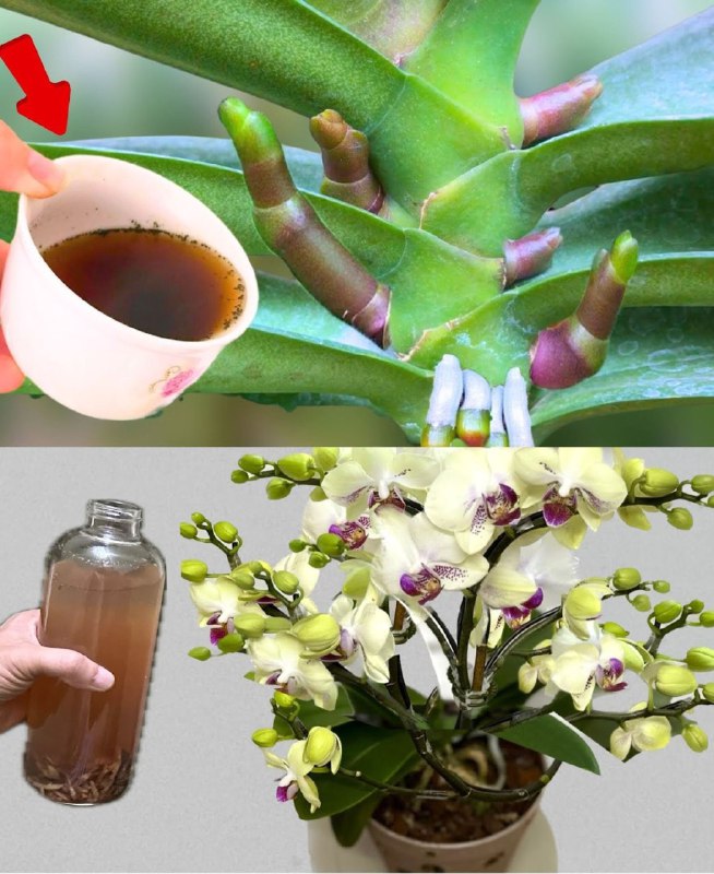 Sekretny eliksir piękna dla storczyków: jak je podlewać, aby były niesamowicie liściaste i pełne kolorów