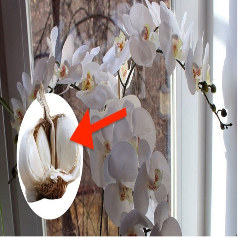 Czosnek to prawdziwe zbawienie dla storczyków. Wystarczą 3 ząbki i po chwili pojawią się pierwsze pąki, które będą jeszcze piękniejsze.